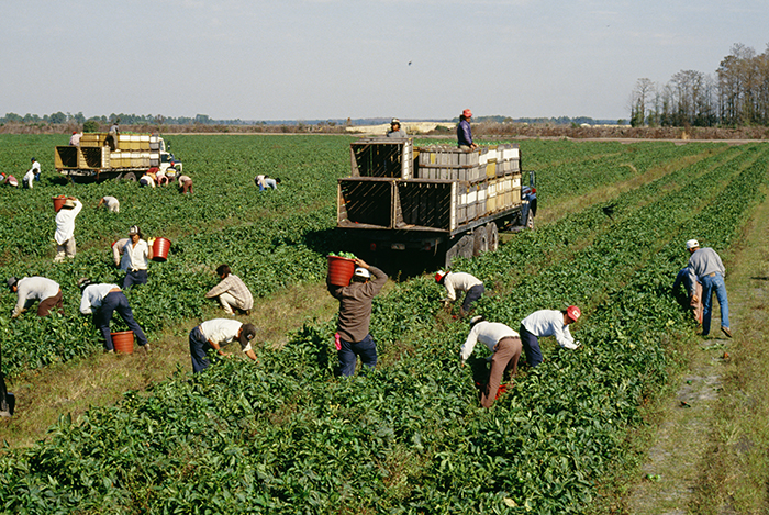 This image shows farmers working in field